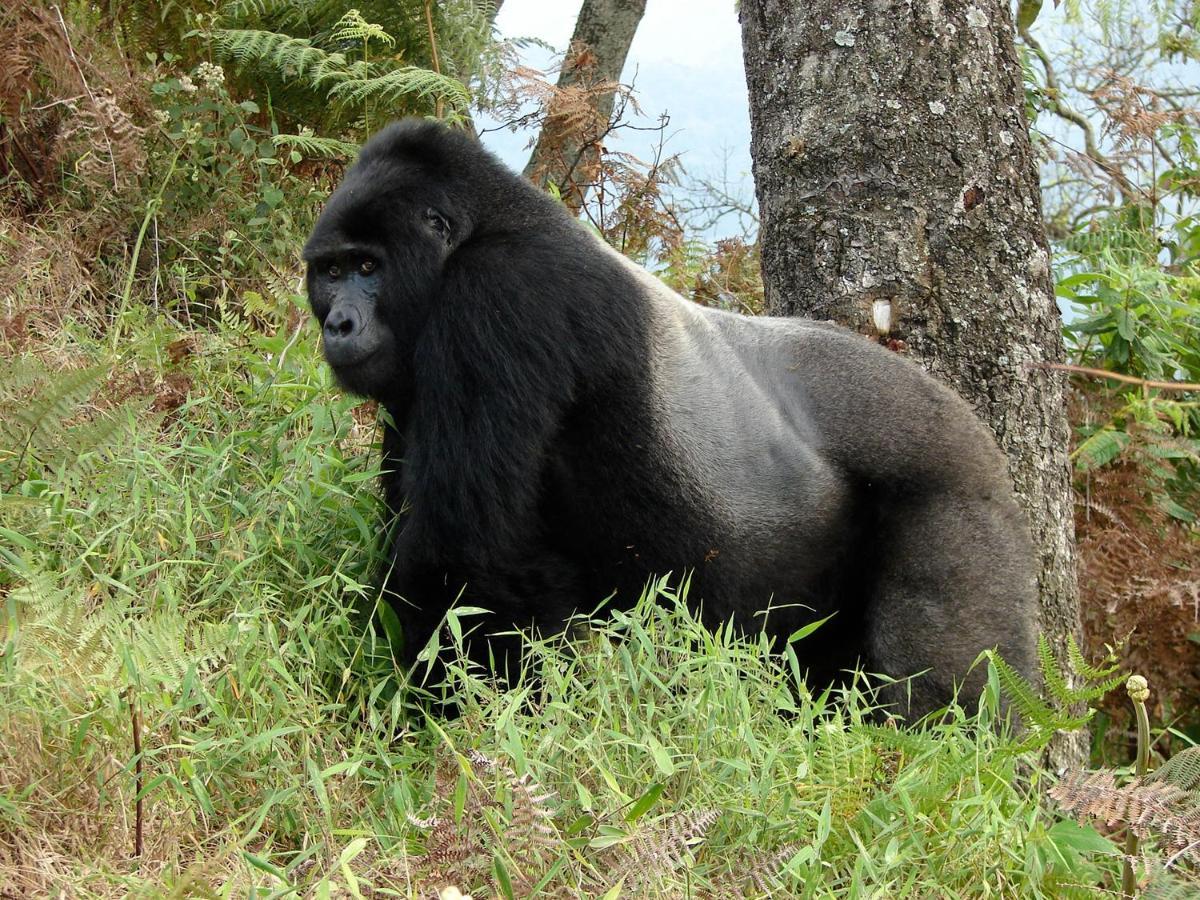 Clouds Mountain Gorilla Lodge Kisoro Esterno foto